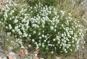 Alyssum Maritimum