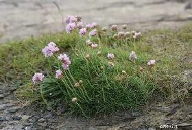 Armeria Maritima