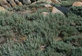 Artemisia Gallica