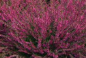 Calluna Vulgaris