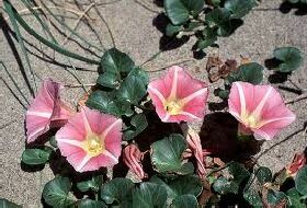 Calystegia Soldanella