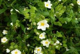 Cistus Psilosepalus