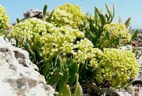 Crithmum Maritimum