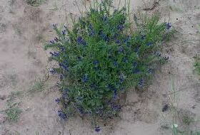 Echium Sabulicola