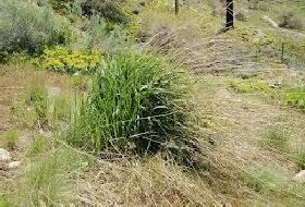 Elymus Elongatus