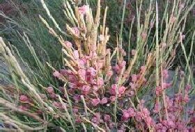 Ephedra Fragilis