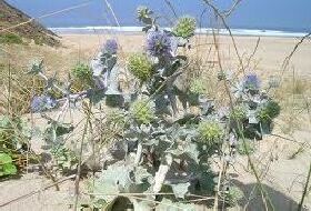 Eryngium Maritimum