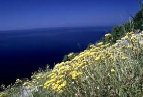 Helichrysum Italicum