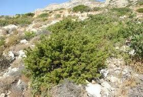 Juniperus Phoenicea