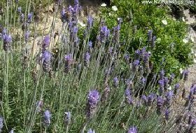 Lavandula Dentata