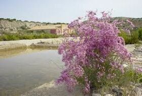 Limonium Caesium