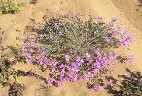 Malcolmia Littorea