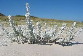 Otanthus Maritimus