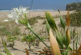 Pancratium Maritimum