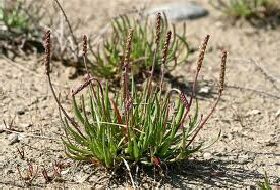 Plantago Crassifolia