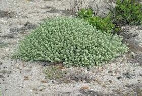 Teucrium Polium Dunense